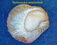 Tephrocactus aoracanthus 1.jpg